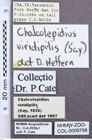 Etikett zu Chalcolepidius corpulentus (Candèze, 1874)